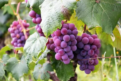 Выращивание вегетирующих саженцев винограда+ВИДЕО | ВИНОГРАДНИК.by