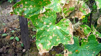 Определяем по листьям, что не так с огурцами – вянут, увядают, покрываются  пятнами