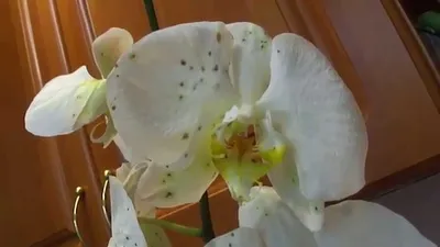 Болезни орхидей - Страница 71 - Форум цветоводов Фрау Флора