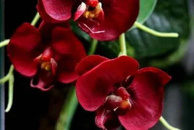 Болезни орхидей: их фото, лечение и профилактика | В цветнике (Огород.ru)