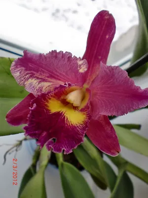 Болезни орхидей | Советы и рекомендации по уходу