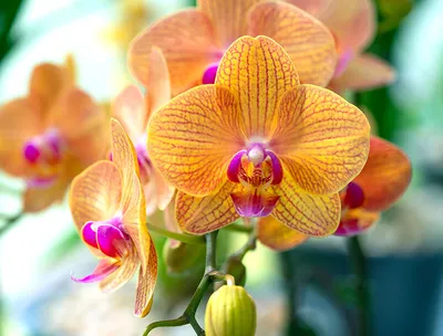 Болезни орхидей - Страница 43 - Форум цветоводов Фрау Флора