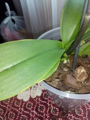 Помогите понять, чем больны орхидеи | Пикабу
