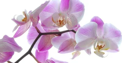 ЛИСТЬЯ ОРХИДЕИ # болезни орхидей # актара как борьба с вредителями для  орхидеи - YouTube