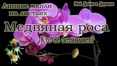 Болезни орхидеи.Волдыри на обратной стороне листьев. Не упустите время. -  YouTube