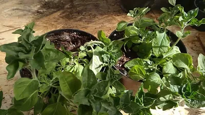 Как вырастить рассаду петунии в домашних условиях: пошаговая инструкция с  советами садоводов