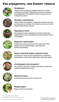Болезни томатов и способы борьбы с ними - 9 августа 2021 - 72.ру