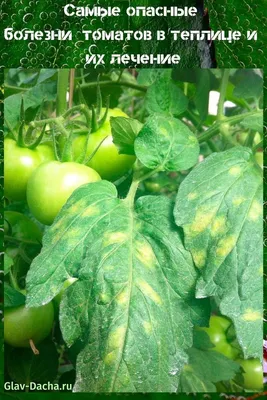 Болезни томатов в теплице и их лечение - как распознать и бороться |  Теплица, Огород, Лечение