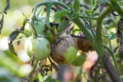 Болезни помидоров | Защита помидоров от болезней: советы