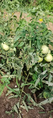 Болезни томатов и огурцов | Пикабу