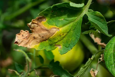 8 болезней томатов, которые вы должны знать в лицо. Фото — Ботаничка