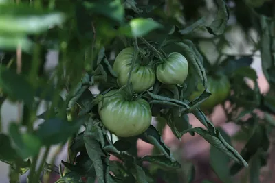 Подскажите, что за болезнь томатов? - ответы экспертов 7dach.ru