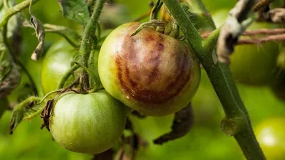 Болезни и вредители помидоров
