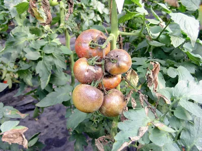 Почему скручиваются, желтеют, белеют листья у помидор, что делать с  болезнями томатов, как бороться с фитофторозом, кладоспориозом - 10 июля  2022 - НГС.ру