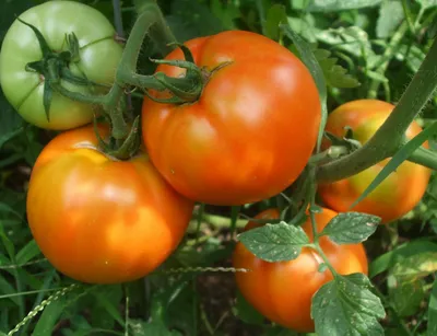 БОЛЕЗНИ помидор. Фитофтора и др | Выращивание помидоров, Помидоры,  Огородничество