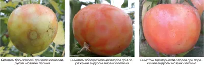 Как правильно выращивать помидоры, самые распространенные болезни томатов -  22 июля 2021 - НГС24.ру
