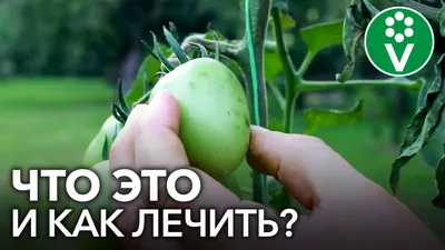 Защита томата от вредителей и болезней - АГРОШКОЛА