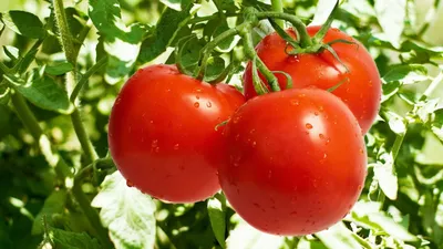 Почему скручиваются, желтеют, белеют листья у помидор, что делать с  болезнями томатов, как бороться с фитофторозом, кладоспориозом, июль 2022  года - 15 июля 2022 - V1.ру