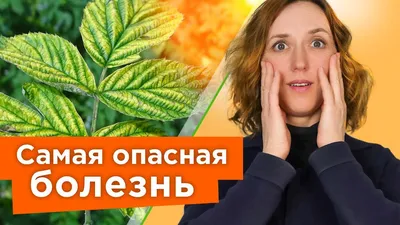 Из-за чего желтеют листья у смородины и крыжовника? | В саду (Огород.ru)