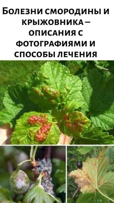 Болезни смородины и борьба с ними - Agro-Market