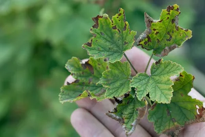 Болезни смородины и борьба с ними - Agro-Market