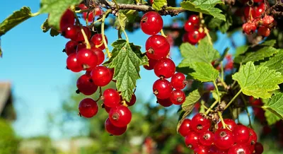 Болезни смородины: чем обработать ягоду от вредителей?