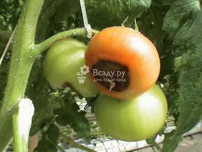 Болезни томатов и их лечение фото: вирусные и грибковые инфекции |  Садоводство, Огород, Сад