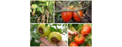 Болезни томатов: профилактика и лечение — Soncesad Болезни томатов:  профилактика и лечение — Soncesad