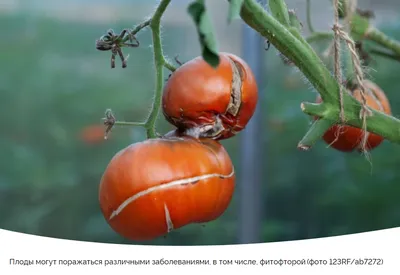 Основные болезни томатов: профилактика и лечение растений | Антонов сад -  дача и огород | Дзен