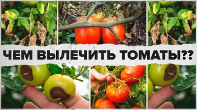 Болезни томатов. Возможные варианты лечения. | ВКонтакте