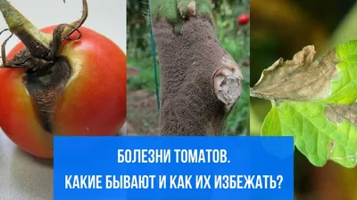 Основные болезни томатов: профилактика и лечение растений | Антонов сад -  дача и огород | Дзен