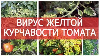 Болезни томатов и огурцов в июне-июле. Ставим диагноз по фото