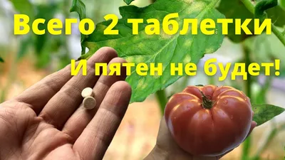 Болезни рассады томатов проще предотвратить, чем лечить — Ботаничка