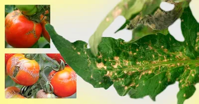 ᐉ Инфекционные болезни томата в открытом грунте и меры борьбы с ними