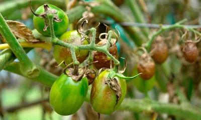На листьях помидоров желтые пятна: почему появляются и как избавиться |  ivd.ru