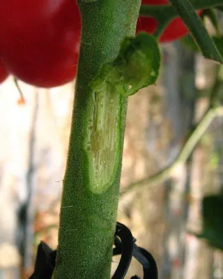 Белые листья томатов: причины и что делать Agro-Market
