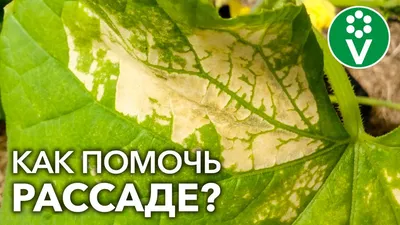 Болезни рассады томатов на ранних этапах - выявление и лечение. Как  ухаживать за рассадой помидор? - YouTube