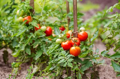 Болезни томатов в теплице: виды, борьба | | Хімагромаркетинг