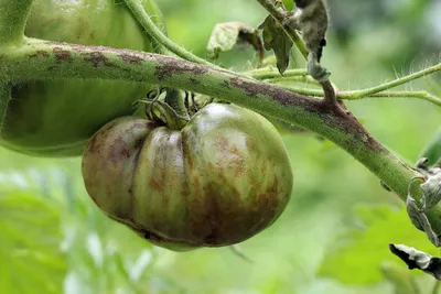10 опасных болезней томатов | Ботаничка | Дзен