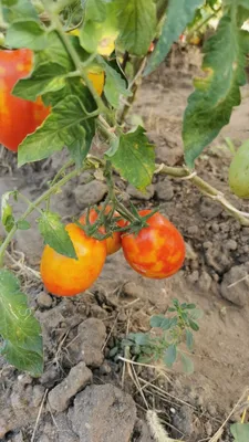 Болезни томатов в теплице и их лечение - как распознать и бороться |  Теплица, Огород, Лечение