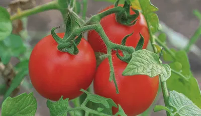 Спасаем урожай помидор — болезни томатов, которые испортят плоды. Фото —  Ботаничка