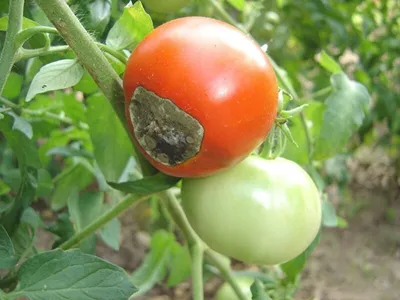 Болезни томатов и огурцов | Пикабу