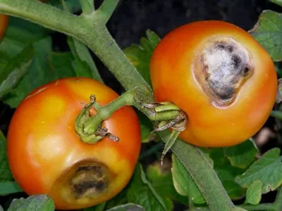 Болезни томатов. Что предпринять для защиты урожая? | Просветленный Агроном  | Дзен