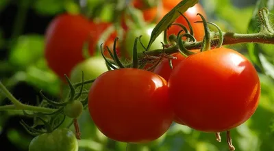 Профилактика болезней томатов - Блог Агрикс