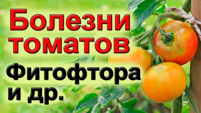Стрик томатов: фото, описание, лечение | На грядке (Огород.ru)