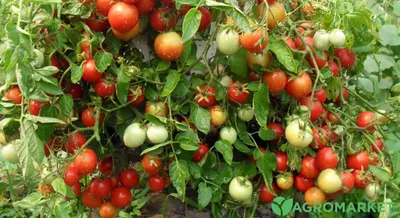 Профилактика болезней томатов