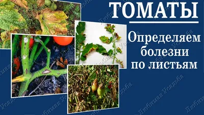 Болезни томатов | Описание, фотографии, лечение