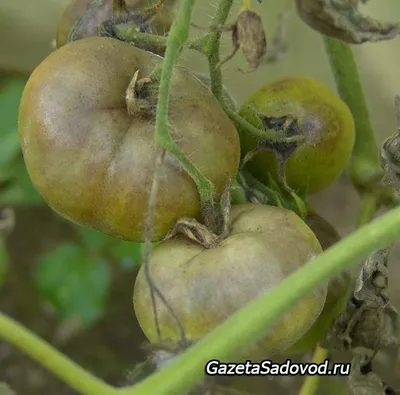 Болезни томатов: 5 самых распространенных | Огородничество, Огород, Растения
