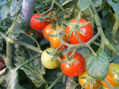 Болезни томатов: как распознать и лечить
