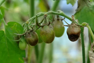 Болезни томатов : Фитофтороз листья Стоковое Изображение - изображение  насчитывающей зеленый, грибково: 192965081